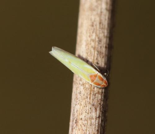 Réf. 334 678 : Alebra sp.